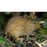 گونه موش بوته‌ زار هندی Indian Bush Rat  